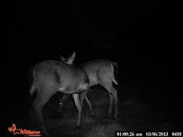 Three-Legged Whitetail Deer Born That Way Or Deformed By Injury?