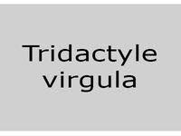 Image result for Tridactyle virgula