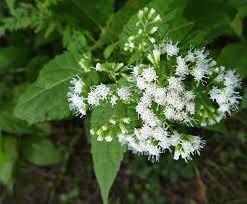White snakeroot contains the toxin tremetol, responsible for milk sickness, which caused problems for the livestock of early european settlers and killed abraham lincoln's mother in 1818. White Snakeroot Species Of Village Park Lawrenceville Nj Inaturalist