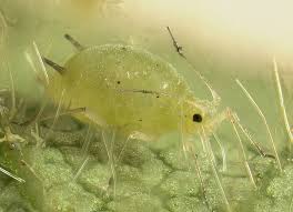 It is endangered because climate change is melting the glaciers. Pest Insect Population Dynamics Wikipedia