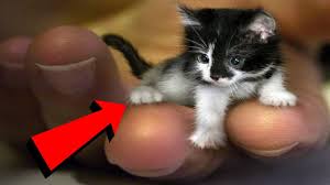 Dunyanin En Ilginc Ve Ender Bulunan 11 Kedi Irki Youtube