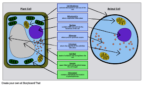 Animal cell illustration with labels showing major organelles (plant cells are somewhat different). Label A Cell Activity Plant And Animal Cells