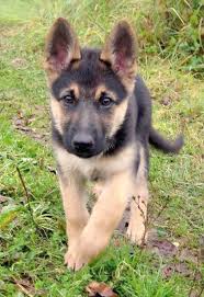 German Shepherd Puppies Check Out All Kinds Of Cool Dog Stuff Shepherd Puppies Cute Animals German Shepard Puppies