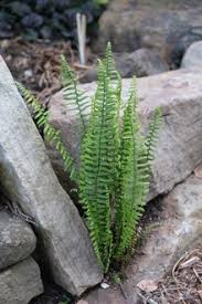 Image result for Asplenium actiniopteroides