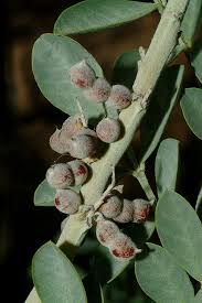 Image result for Indigofera roseo-caerulea