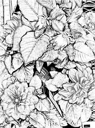 Pin On Flowers And Butterfly Coloring Pages