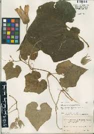 Image result for Bambekea racemosa