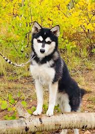 The county is the state's largest cattle producer, accounting for nearly half of colorado's total cattle inventory. Alaskan Klee Kai Colorado