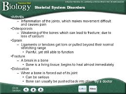 Section 36 1 The Skeletal And Muscular Systems