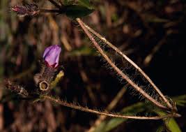 Image result for Antherotoma senegambiensis