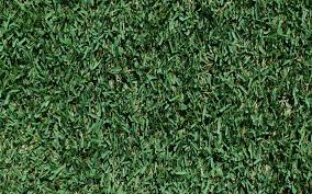 Zoysia brown patch usually begins its stranglehold on your lawn when local night time temperatures reach 68 degrees or higher. Zoysia Grass The Good The Bad And The Ugly Grass Pad