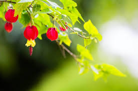 Image result for Abutilon rehmannii