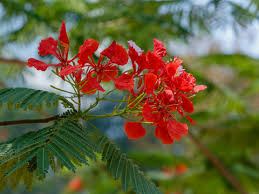 Image result for Fabaceae subfamily Caesalpinioideae