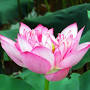Vietnamese lotus tea from taooftea.com
