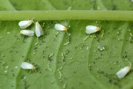 Natural repellents essential oils made from eucalyptus, peppermint, lavender, tea tree and pine needles also keep the bloodsuckers at bay. Whiteflies How To Identify And Get Rid Of Whiteflies The Old Farmer S Almanac