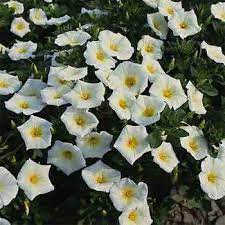 Growing Morning Glories From Seeds White Dwarf Morning Glory Flower Seed Morning Glory Seeds Flower Seeds Morning Glory Flowers
