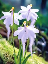 Image result for Habenaria magnirostris