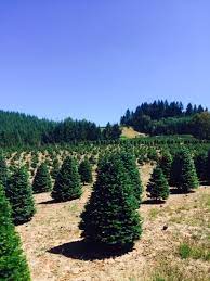 Find land for sale, acerage, farms & cheap land lots in clackamas county, or. Misty Ridge Tree Farm Oregon Christmas Tree Growers Association