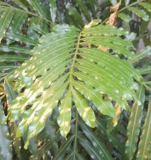 Image result for Filicium decipiens