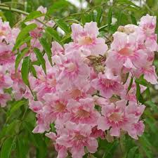 Image result for Podranea