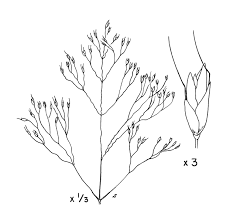 Image result for Avenella flexuosa