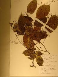 Image result for Crudia