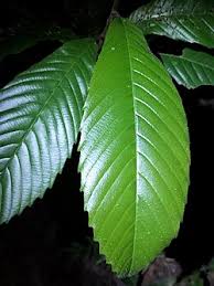 Image result for Tetracera