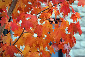 Acer saccharum, the sugar maple, is a species of flowering plant in the soapberry and lychee family sapindaceae. Acer Saccharum Bonfire Landscape Plants Oregon State University