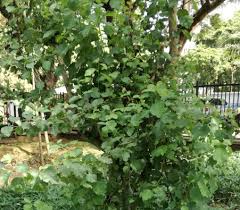 Image result for Cordia afra