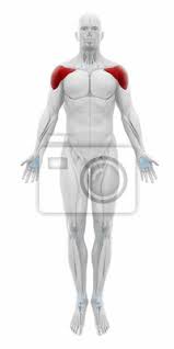 Homepage 3d modeled by physicians and anatomy experts. Deltoid Muscles Anatomy Map Leinwandbilder Bilder Fruher Knorpel Deltoid Myloview De