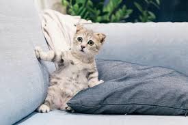 Cute cat wallpapers for galaxy s beautiful cute cats wallpapers hd pictures live hd wallpaper 1600×1066. 750 Cute Cat Pictures Download Free Images On Unsplash
