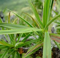 Image result for Xerophyta trichophylla