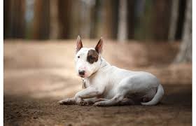 Image result for bulteriér