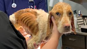Photo allen veterinary hospital, fort wayne, allen county, indiana, united states. Shelter Seeking Info After Finding Severely Emaciated Dog
