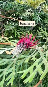 Image result for Grevillea biternata