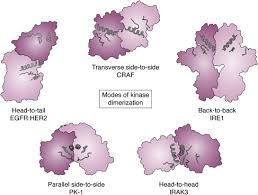 0815 wib dalam bentuk faktorisasi. There S More To Death Than Life Noncatalytic Functions In Kinase And Pseudokinase Signaling Journal Of Biological Chemistry