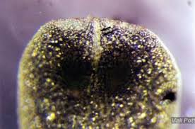 Image result for Wolffiella welwitschii