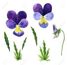 Pin By Iwona Dziadura On Acrylic Painting Leaf Drawing Violet Flower Pansies