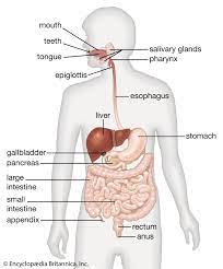 Human Digestive System Description Parts Functions Britannica