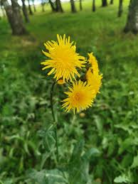 Image result for Sonchus schweinfurthii