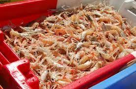Langoustine Vivante Recherche Google Fruits De Mer Assiette De Fruits Plateau De Fruits De Mer