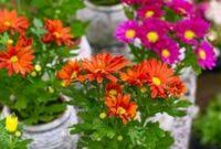 Maybe you would like to learn more about one of these? Cara Perawatan Tanaman Aster Di Pekarangan Dengan Menggunakan Pot