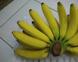 Pisang kuning matang