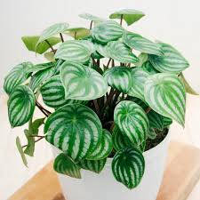 Image result for Peperomia molleri
