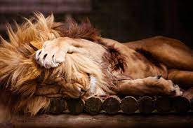 Sleepy Lion Lions Photos Animals Sleeping Lion