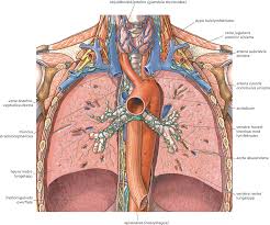 Lårbeinet blir delt i to og beinsplintene ligger bare noen millimeter fra hovedpulsåren. Lungene Store Medisinske Leksikon