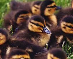 Buy mallard ducks and ducklings online from metzer farms â€ we have live mallard ducks and baby it is thought that all domestic ducks except muscovy are derived from the wild mallard, or a permit is not needed to own or sell mallard ducklings. Photo Challenge Winners Baby Mallard Duck Animals Animals Wild