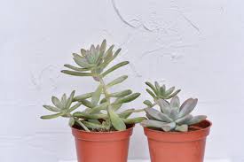 多肉Q&A：什麼是徒長？ | 有肉SUCCULAND