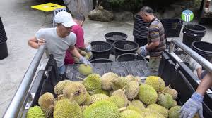 Otel kategorisinde yer alan lembah temir adres bilgileri: Lembah Temir Resort Durian Temir Youtube