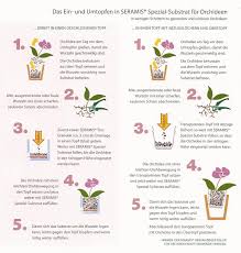 Am günstigsten nimmt man das umtopfen im frühjahr vor, wenn die pflanze in die wachstumsphase geht. Showroom By Creative Pink Orchideen Umtopfen Mit Seramis